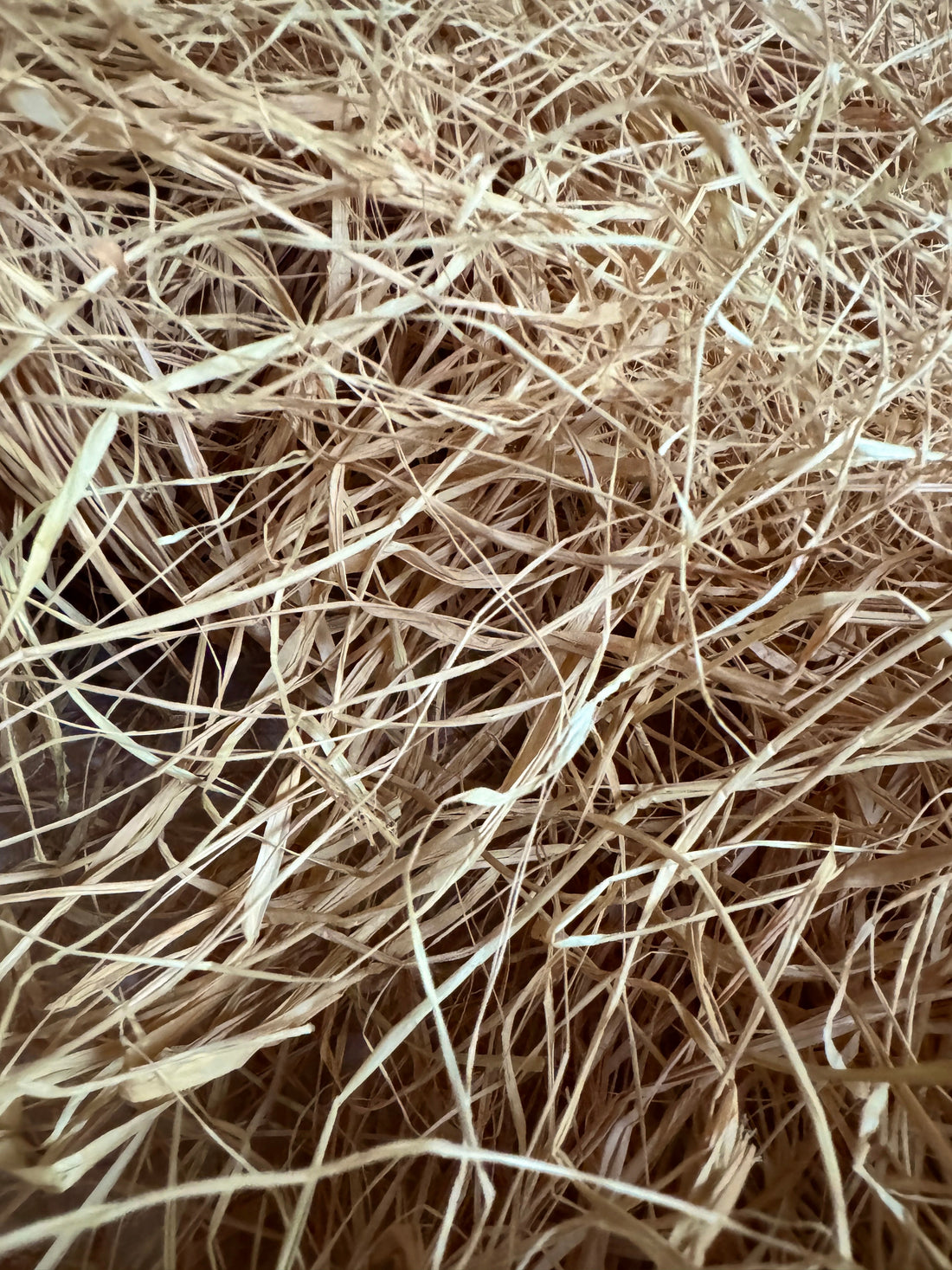 Le raphia : l'Or Végétal